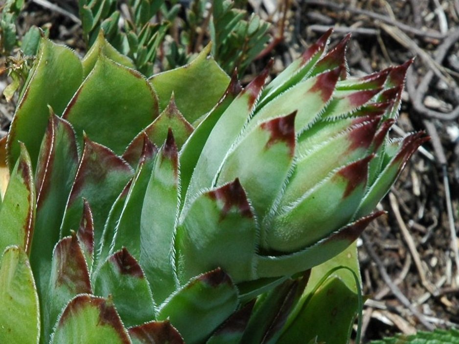 Sempervivum tectorum